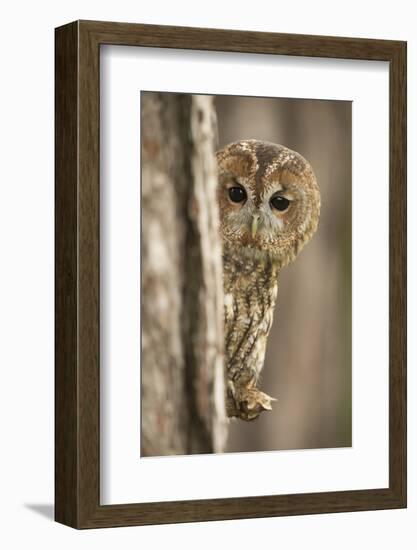 Tawny owl (Strix aluco), peering from behind a pine tree, United Kingdom, Europe-Kyle Moore-Framed Photographic Print