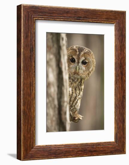 Tawny owl (Strix aluco), peering from behind a pine tree, United Kingdom, Europe-Kyle Moore-Framed Photographic Print