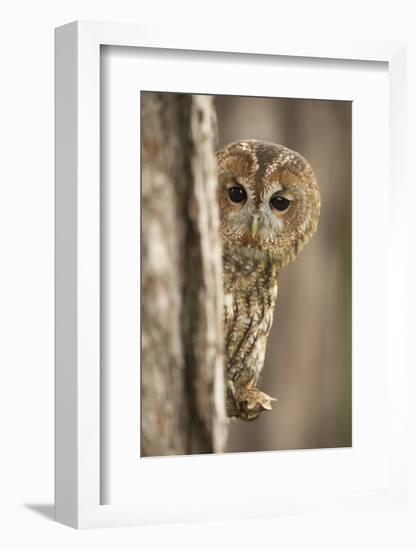 Tawny owl (Strix aluco), peering from behind a pine tree, United Kingdom, Europe-Kyle Moore-Framed Photographic Print