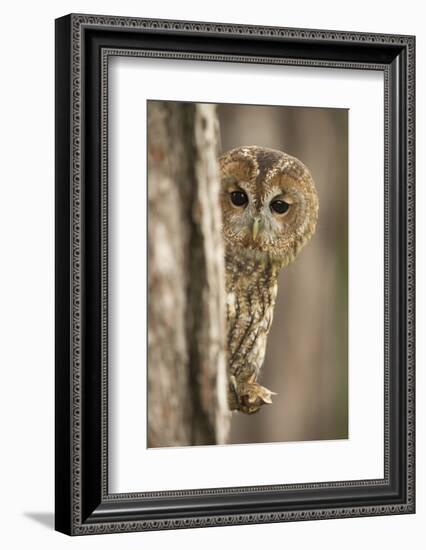 Tawny owl (Strix aluco), peering from behind a pine tree, United Kingdom, Europe-Kyle Moore-Framed Photographic Print