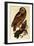 Tawny Owl, Strix Aluco-Prideaux John Selby-Framed Giclee Print