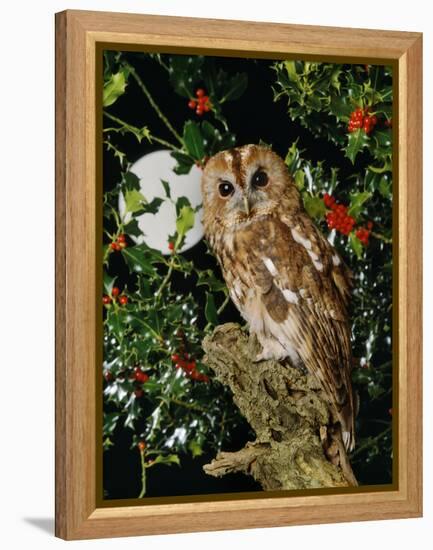 Tawny Owl with Full Moon and Holly-null-Framed Premier Image Canvas