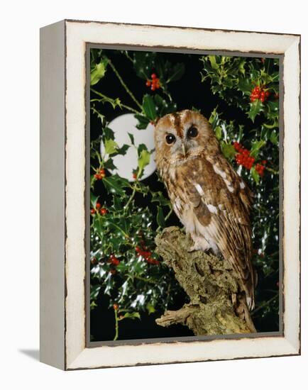 Tawny Owl with Full Moon and Holly-null-Framed Premier Image Canvas