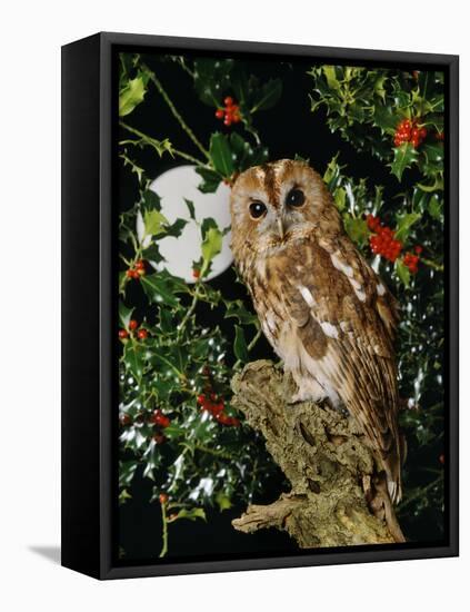 Tawny Owl with Full Moon and Holly-null-Framed Premier Image Canvas