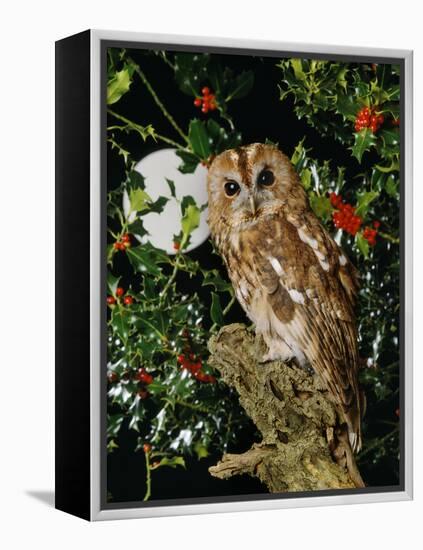 Tawny Owl with Full Moon and Holly-null-Framed Premier Image Canvas