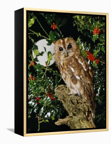 Tawny Owl with Full Moon and Holly-null-Framed Premier Image Canvas