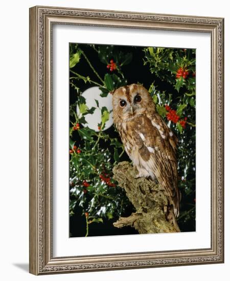 Tawny Owl with Full Moon and Holly-null-Framed Photographic Print