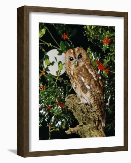 Tawny Owl with Full Moon and Holly-null-Framed Photographic Print