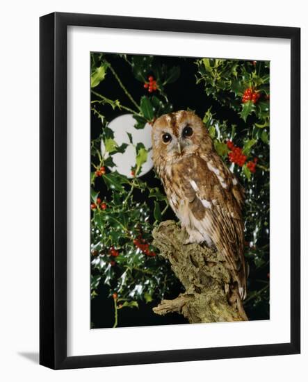 Tawny Owl with Full Moon and Holly-null-Framed Photographic Print