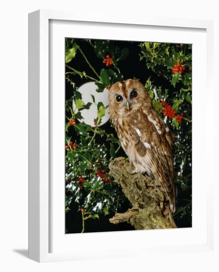 Tawny Owl with Full Moon and Holly-null-Framed Photographic Print