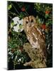 Tawny Owl with Full Moon and Holly-null-Mounted Photographic Print
