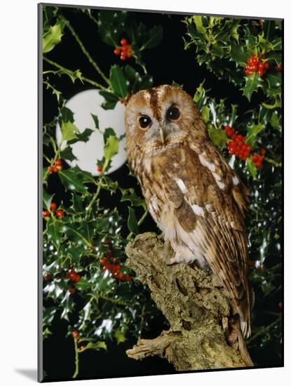 Tawny Owl with Full Moon and Holly-null-Mounted Photographic Print