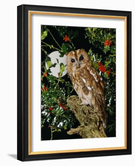 Tawny Owl with Full Moon and Holly-null-Framed Photographic Print