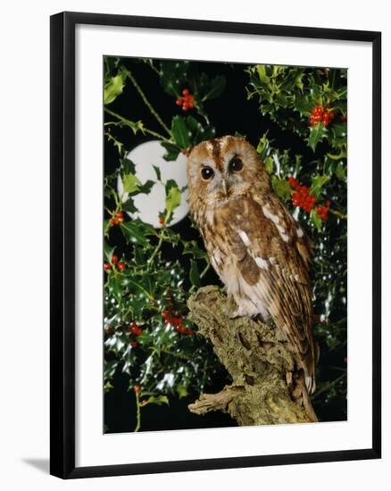 Tawny Owl with Full Moon and Holly-null-Framed Photographic Print