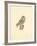 Tawny Owl-C^T^N^ Ackland-Framed Premium Giclee Print