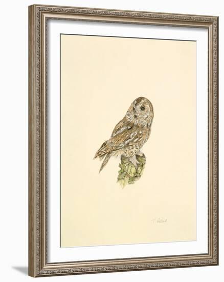 Tawny Owl-C^T^N^ Ackland-Framed Premium Giclee Print