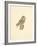 Tawny Owl-C^T^N^ Ackland-Framed Premium Giclee Print
