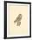 Tawny Owl-C^T^N^ Ackland-Framed Premium Giclee Print