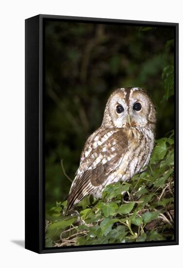 Tawny Owl-Colin Varndell-Framed Premier Image Canvas