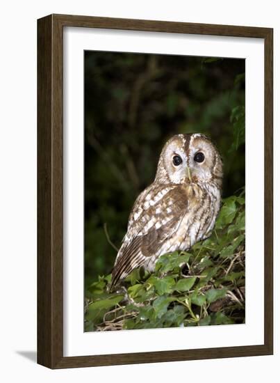 Tawny Owl-Colin Varndell-Framed Photographic Print