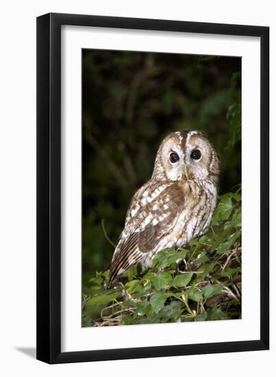 Tawny Owl-Colin Varndell-Framed Photographic Print