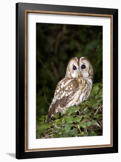 Tawny Owl-Colin Varndell-Framed Photographic Print