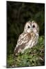 Tawny Owl-Colin Varndell-Mounted Photographic Print