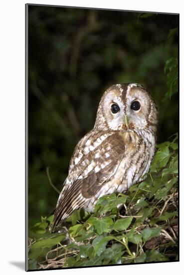 Tawny Owl-Colin Varndell-Mounted Photographic Print