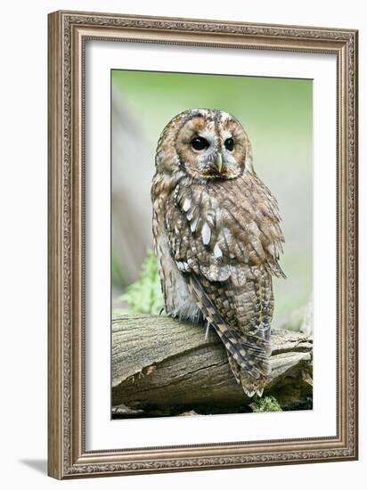 Tawny Owl-Linda Wright-Framed Photographic Print