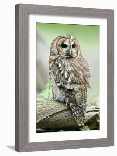 Tawny Owl-Linda Wright-Framed Photographic Print