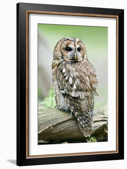 Tawny Owl-Linda Wright-Framed Photographic Print