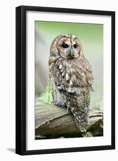 Tawny Owl-Linda Wright-Framed Photographic Print