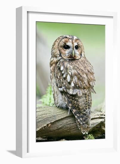 Tawny Owl-Linda Wright-Framed Photographic Print