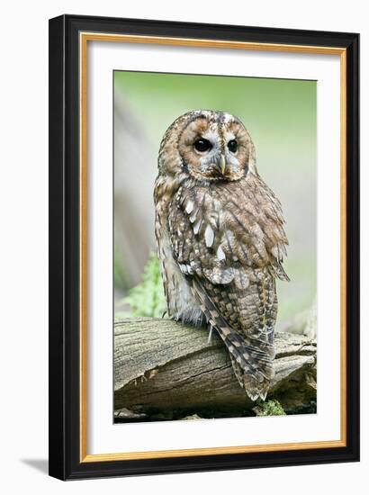 Tawny Owl-Linda Wright-Framed Photographic Print