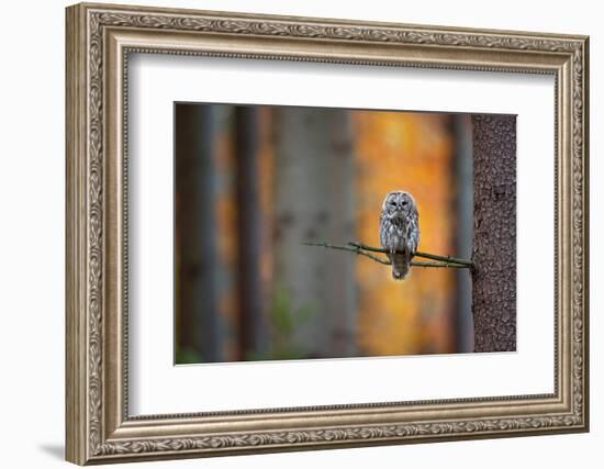 Tawny Owl-Milan Zygmunt-Framed Photographic Print