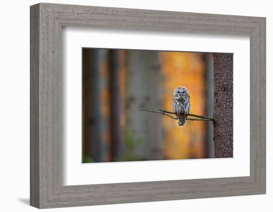 Tawny Owl-Milan Zygmunt-Framed Photographic Print