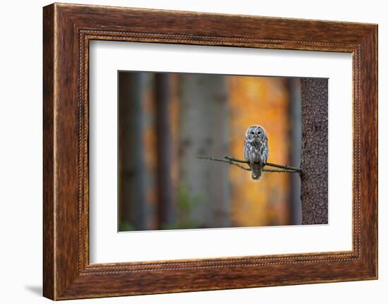 Tawny Owl-Milan Zygmunt-Framed Photographic Print