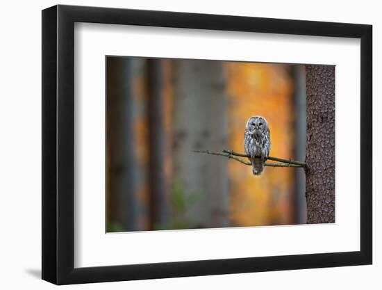 Tawny Owl-Milan Zygmunt-Framed Photographic Print