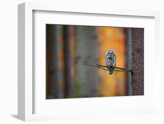 Tawny Owl-Milan Zygmunt-Framed Photographic Print