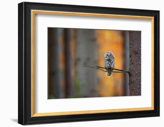 Tawny Owl-Milan Zygmunt-Framed Photographic Print