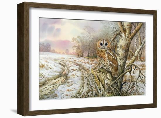 Tawny Owl-Carl Donner-Framed Giclee Print