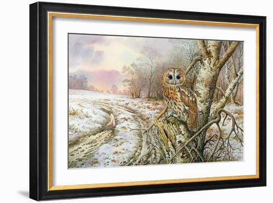 Tawny Owl-Carl Donner-Framed Giclee Print