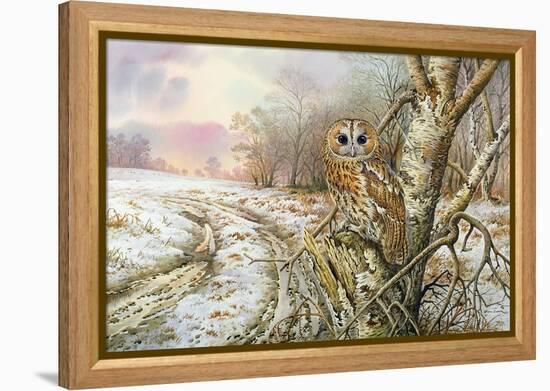 Tawny Owl-Carl Donner-Framed Premier Image Canvas