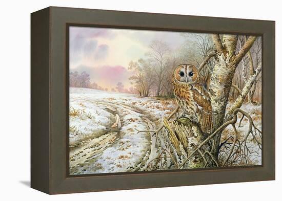 Tawny Owl-Carl Donner-Framed Premier Image Canvas