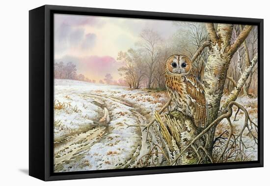 Tawny Owl-Carl Donner-Framed Premier Image Canvas