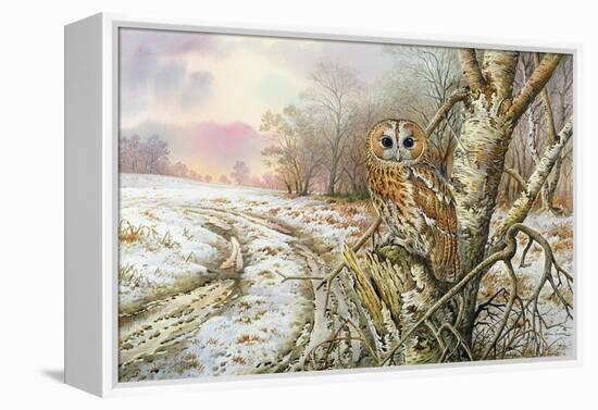 Tawny Owl-Carl Donner-Framed Premier Image Canvas