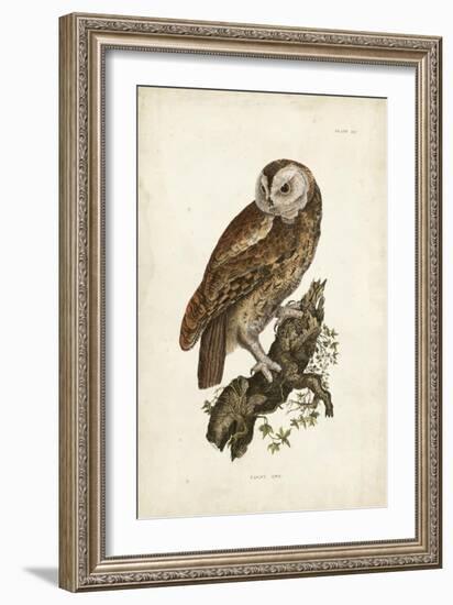 Tawny Owl-John Selby-Framed Art Print