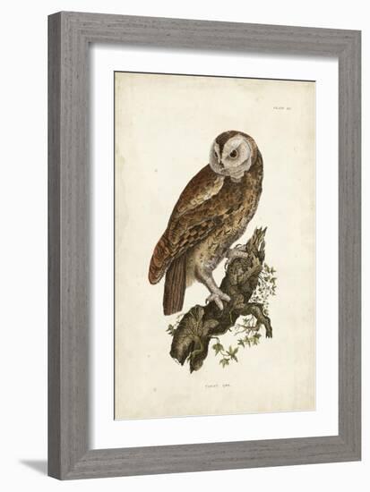 Tawny Owl-John Selby-Framed Art Print