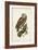 Tawny Owl-John Selby-Framed Art Print