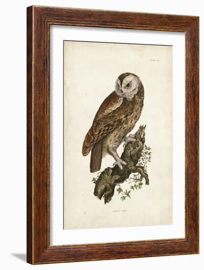 Tawny Owl-John Selby-Framed Art Print